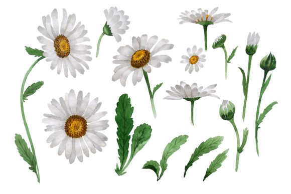 Beautiful Flower White Daisy Set for Illustrations