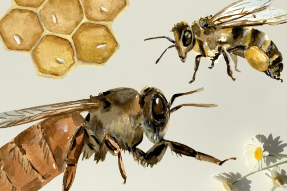 Bee Life Cycle Clip Art and Print: A Practical Graphic Design Asset for Crafters