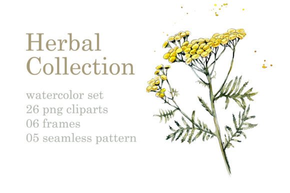 Collection Herb Illustrations