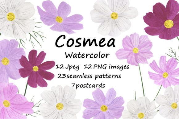 Collection of Illustrations Cosmea Flower