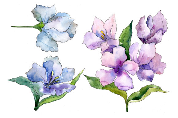 Delicate Alstroemeria Wildflower Set and Illustrations