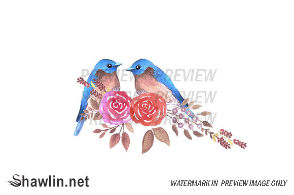 Eastern Bluebird Roses Illustrations
