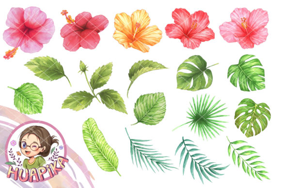 Hibiscus Flower and Leaves Illustrations