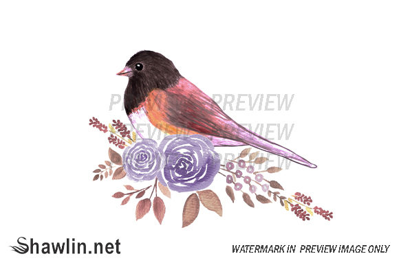 Junco and Perennial Roses Illustrations