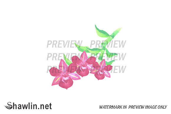 Pink Dendrobium Orchid Flower