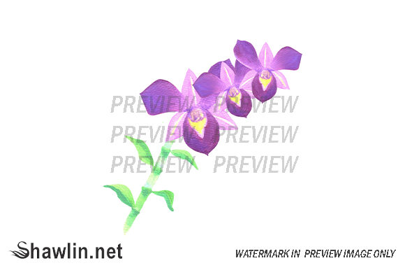 Purple Dendrobium Orchid