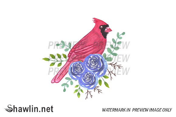 Red Cardinal Bird and Roses Illustrations
