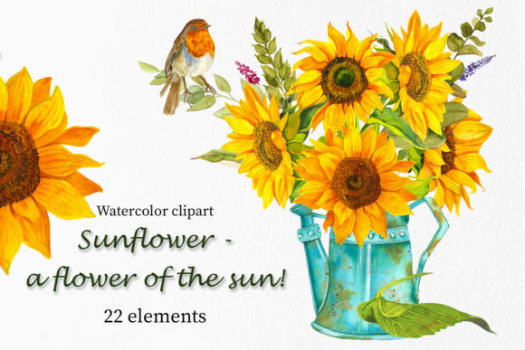 Sunflower - a Flower of the Sun Watercor Illustrations