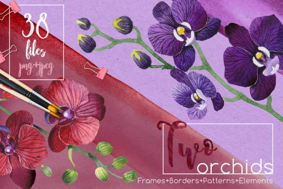 Two Orchids Aquarelle Set Illustrations