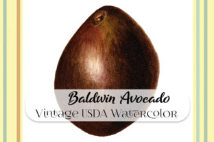 Vintage Baldwin Avocado Illustration