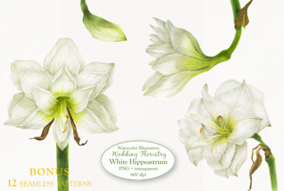 White Hippeastrum for Wedding Floristry Illustrations